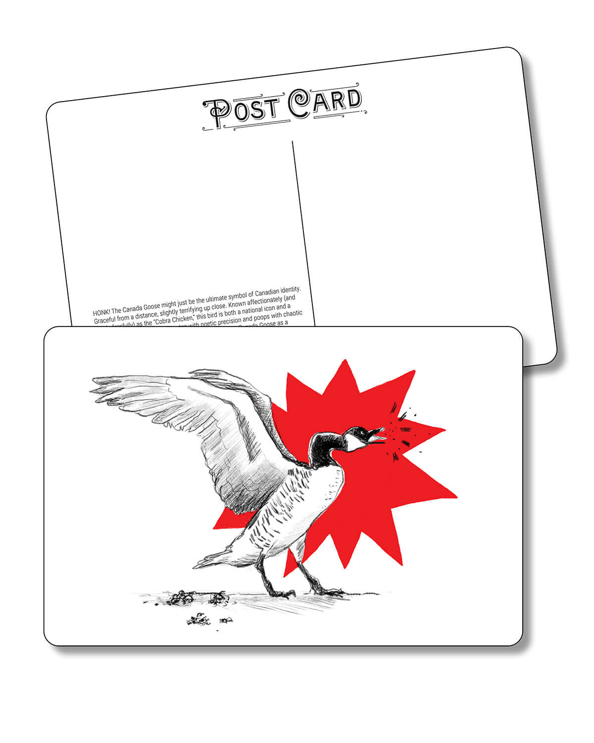 Postcard - Canada Goose